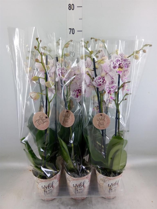 <h4>Phalaenopsis   ...</h4>