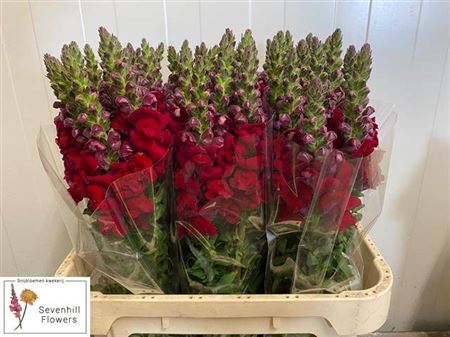 <h4>Antir Antibes Red</h4>