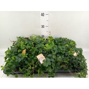 Parthenocissus inserta