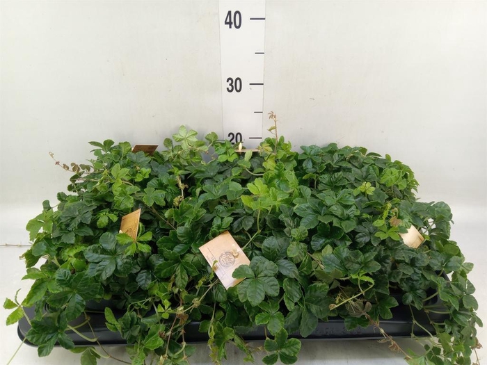 <h4>Parthenocissus inserta</h4>