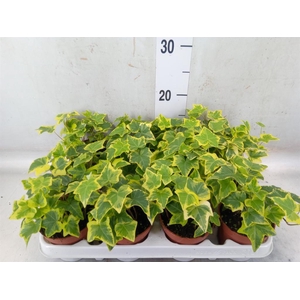 Hedera helix 'Goldchild'