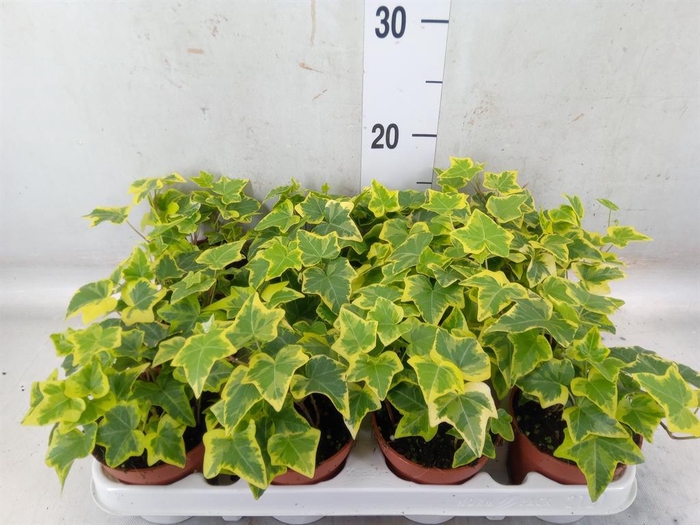 <h4>Hedera helix 'Goldchild'</h4>
