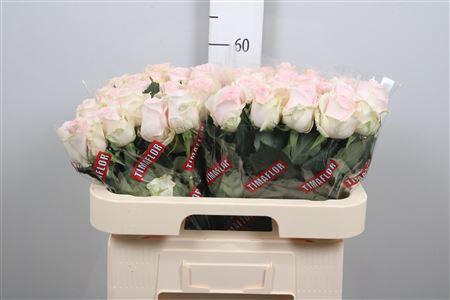 <h4>R Gr Revival Sweet</h4>