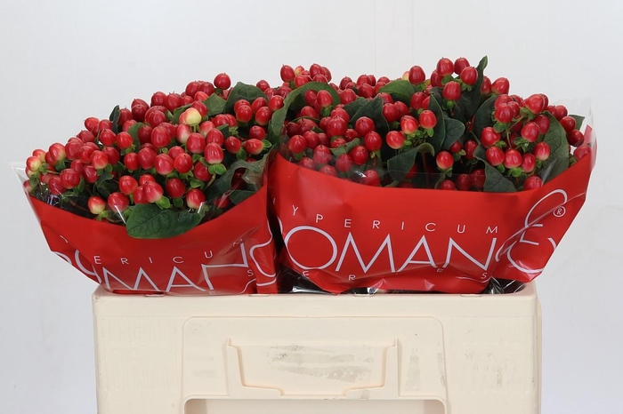 <h4>Hypericum True Romance</h4>
