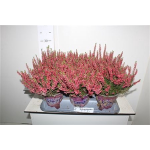 Callu Bl Steffi