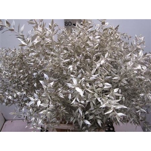 Ruscus Prik Platina Glitter