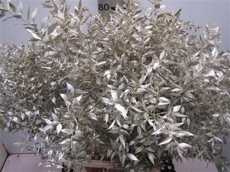 Ruscus Prik Platina Glitter