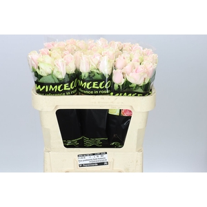 Rosa Gr Sweet Avalanche