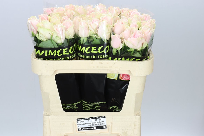 <h4>Rosa Gr Sweet Avalanche</h4>