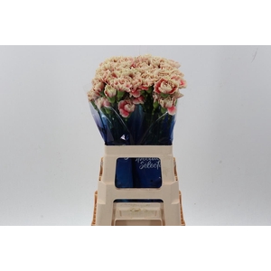 Di St Merletto Salmon hi 60cm