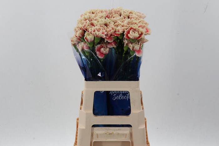 <h4>Di St Merletto Salmon hi 60cm</h4>