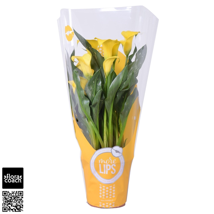 <h4>Zantedeschia Sunclub Calla geel in MoreLIPS® hoes</h4>