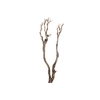 Syringa Branch Super Walczyk