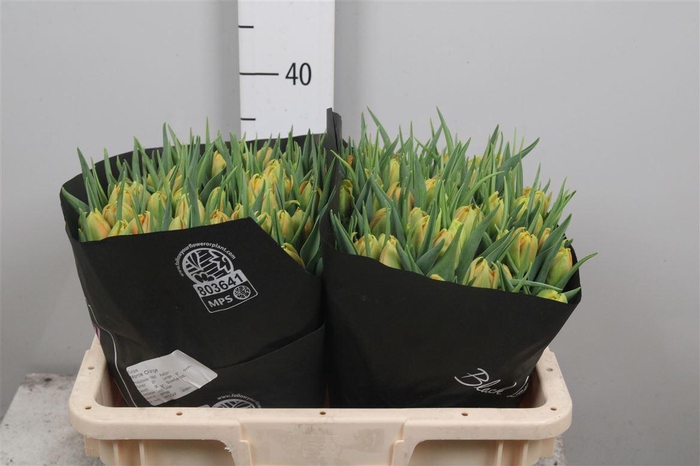 <h4>Tu Du Monte Orange</h4>