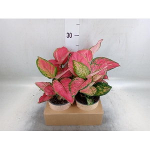 Aglaonema   ...