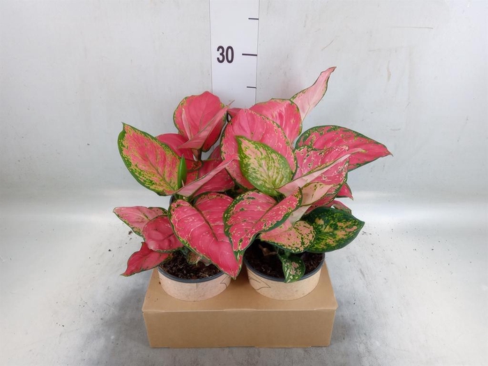 <h4>Aglaonema   ...</h4>