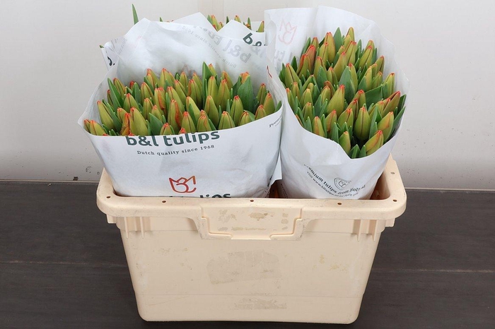 <h4>Tu En Palazzo</h4>