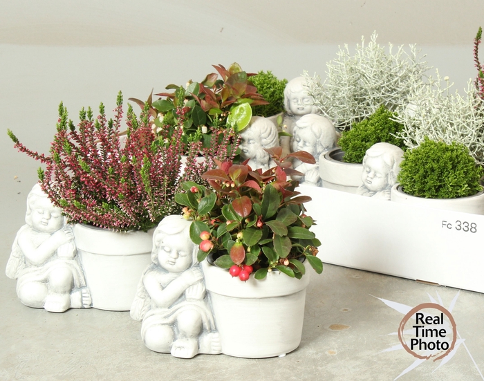 <h4>ARR TUINPLANTEN</h4>