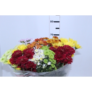 CRISANTEMO SANTINI MISTO 080 CM