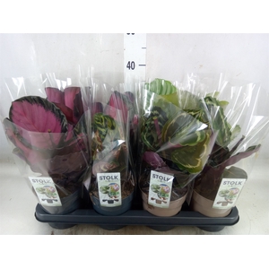 Calathea   ...mix 4