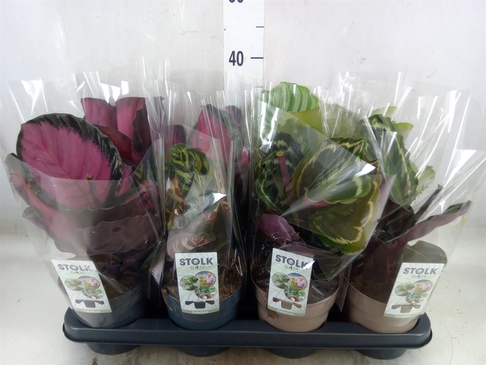 <h4>Calathea   ...mix 4</h4>