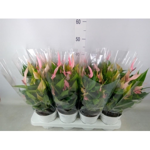 Anthurium andr. 'Lilli'