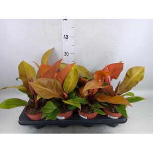 Philodendron  'Prince Of Orange'