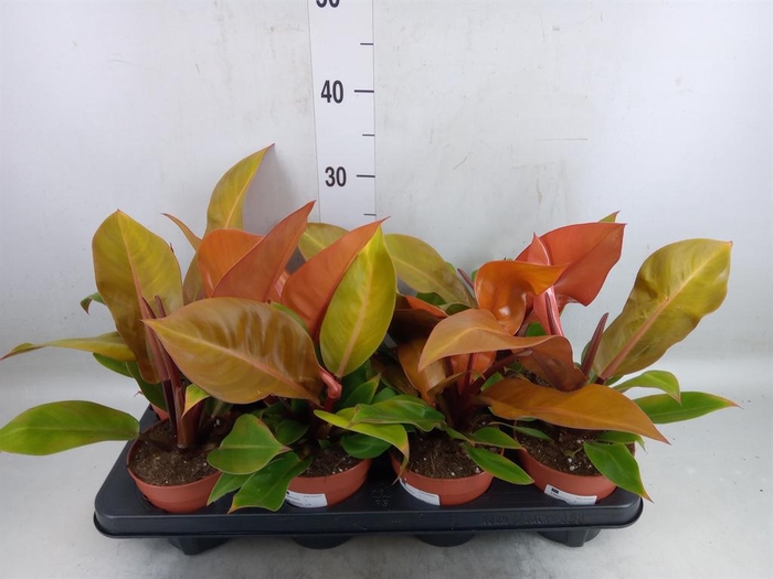 <h4>Philodendron  'Prince Of Orange'</h4>