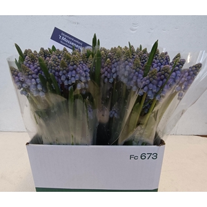 MUSCARI ARMENIACUM