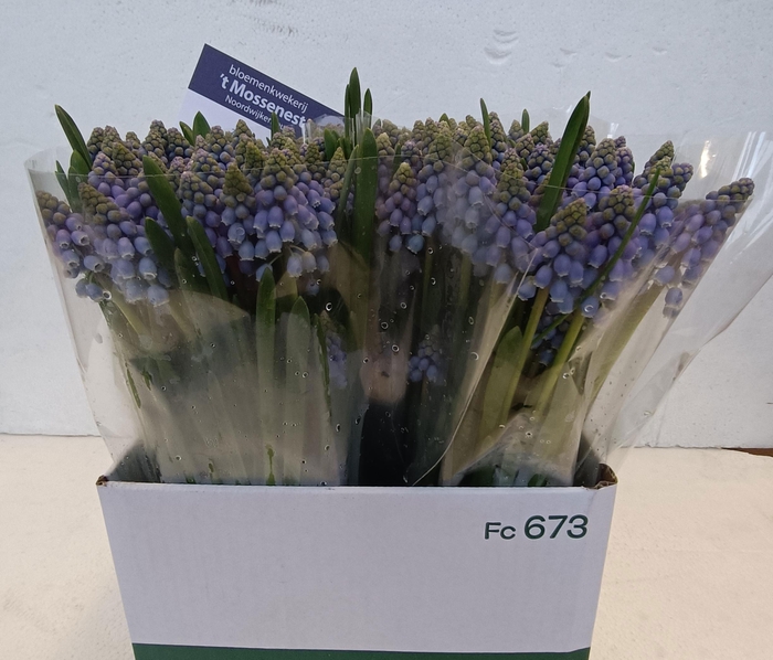 <h4>MUSCARI ARMENIACUM</h4>