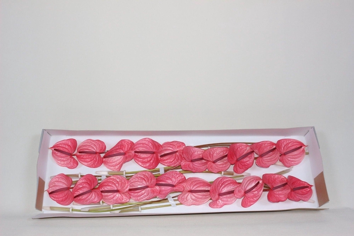 <h4>ANTH A CANDY</h4>