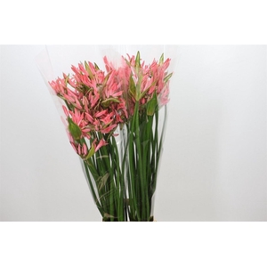 Nerine Bo El Salmon Twinkle