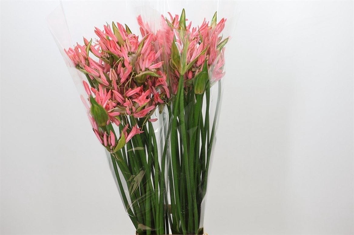 <h4>Nerine Bo El Salmon Twinkle</h4>