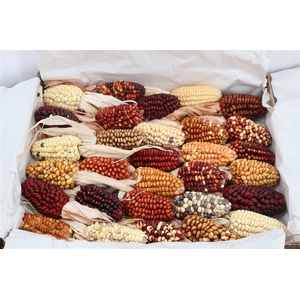 Zea Mays Medium Mix