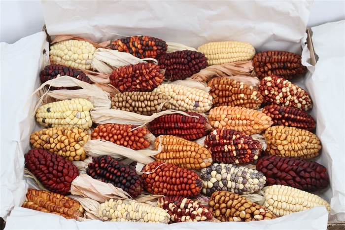 Zea Mays Medium Mix