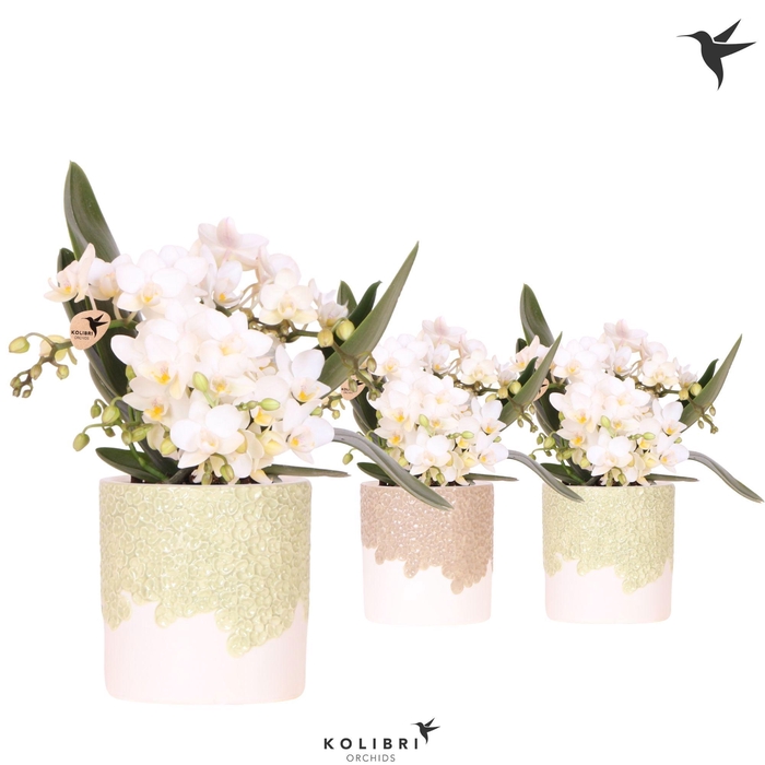 <h4>Kolibri Orchids Phalaenopsis Nazare 4 spike in Bloom pot sand mix</h4>