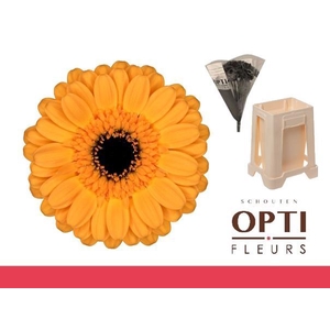 Germini Tweety Water