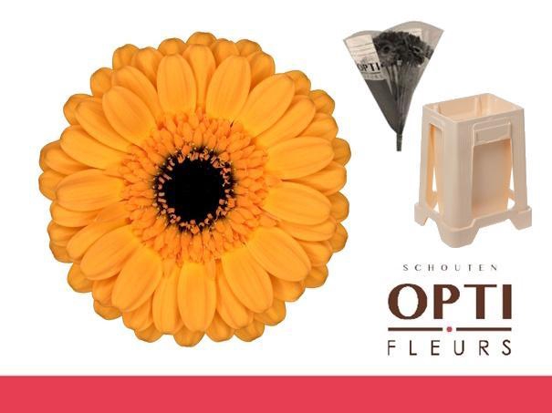 <h4>Germini Tweety Water</h4>