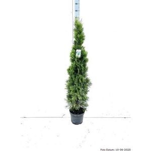 THUJA O SMARAGD