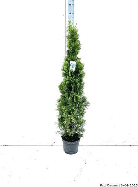 <h4>THUJA O SMARAGD</h4>