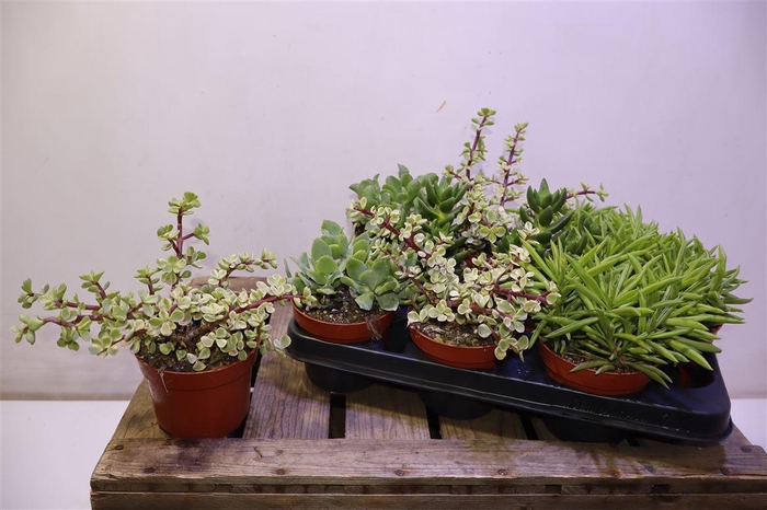 <h4>arr8 Succ Ov</h4>