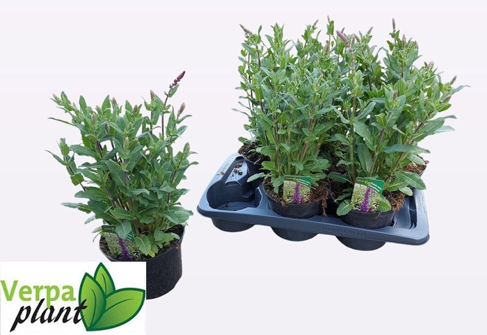 <h4>SALVIA NEMOROSA</h4>