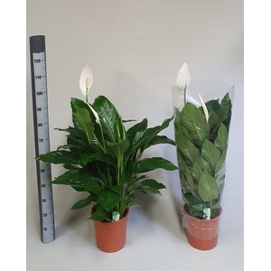 SPATH SWEET LAURETTA