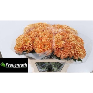 CHR G ROSSANO ORANGE #SUPER#