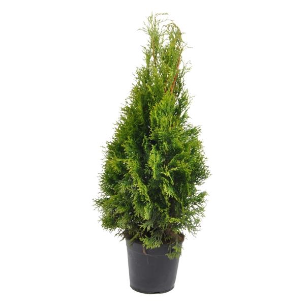 <h4>Thuja occ. Smaragd, plantmaat 60-80 cm - Rondgestoken -</h4>