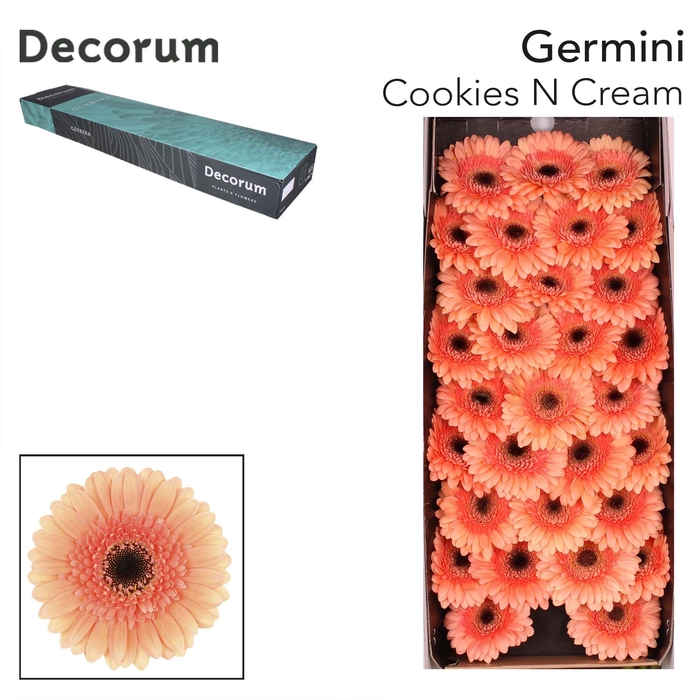 <h4>GE MI COOKIE N CREAM Doos x60</h4>