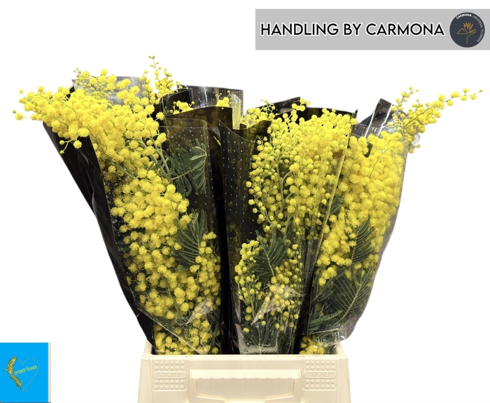 <h4>ACACIA BAILEYANA 150 GR.</h4>