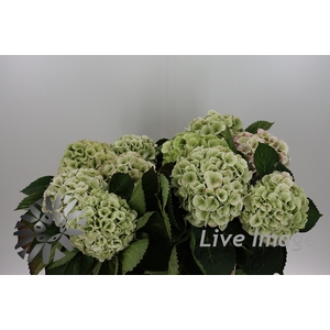 Hydrangea my beautiful matcha classic