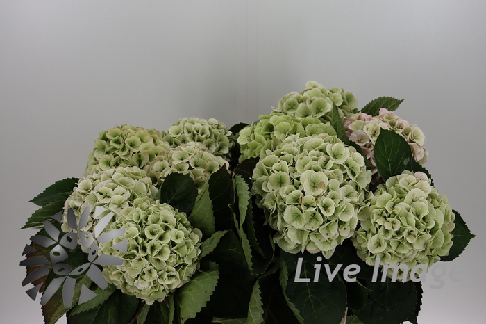 <h4>Hydrangea my beautiful matcha classic</h4>