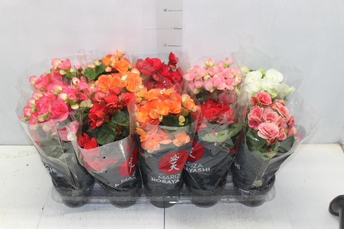 <h4>BEGONIA P11</h4>